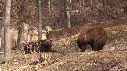 Two bear cubs play in the zoo Stock Footage 87317530