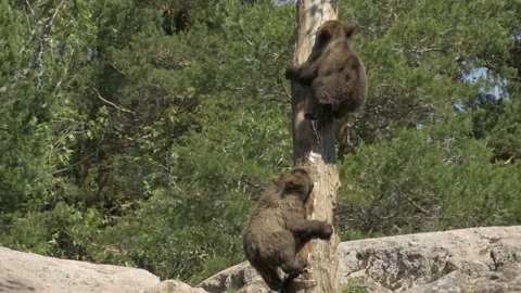 Two Bear vubs climb a tree Vídeo Stock 134656591