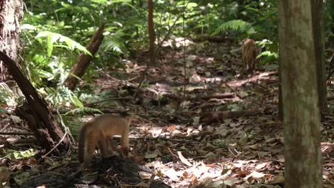 Two bearded capuchin monkeys walking around Vidéo 159509487