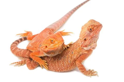 Two bearded dragon mating  on white background Stock Photos