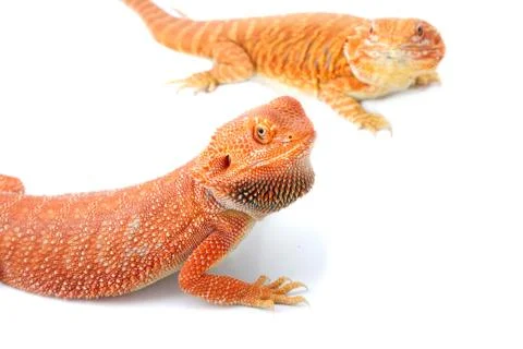 Two bearded dragon mating  on white background Stock Photos