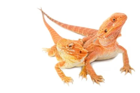Two bearded dragon on white background Stock Photos