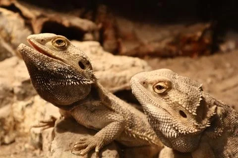 Two bearded dragons sit on rocks inside a terrarium. Stock Photos