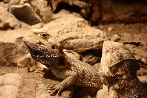 Two bearded dragons sit on rocks inside a terrarium. Stock Photos