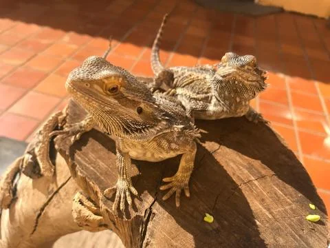 Two bearded dragons sunbathing Stock Photos