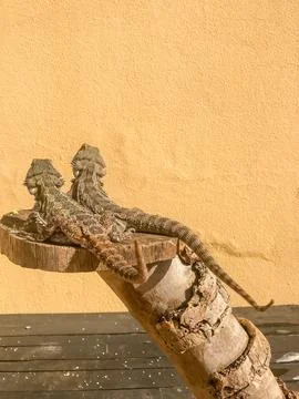 Two bearded dragons sunbathing Stock Photos