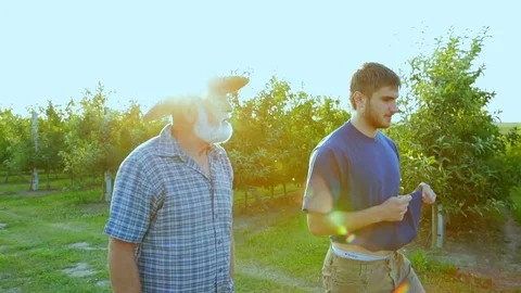 Two bearded men are engaged in the cultivation of natural apples Stockbeeldmateriaal 78786942