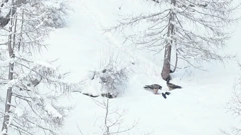 Two bearded vultures on carcass in the winter season (Gypaetus barbatus) Stock Footage 344876609