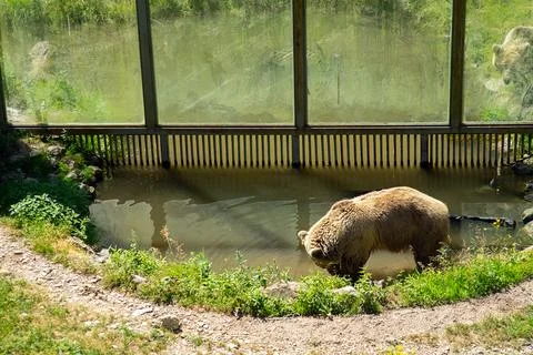 Two bears are locked in a captivity Foto stock