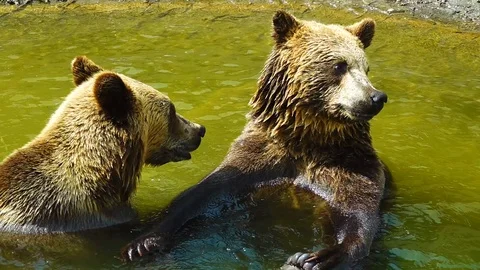 Two bears are sitting in the water and looking in different directions Stock Footage 117414661
