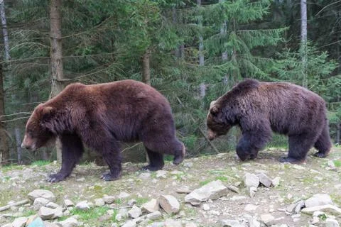 Two bears are walking through the forest. Animals Stock Photos