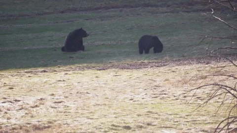 Two bears behind steam, bear sitting Stock Footage 312022647