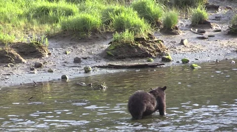 Two bears for breakfast, Slow motion , Black bear Stock Footage 56133686