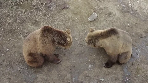 Two Bears Brown Playing Eating Tangerine Zoo Park Ground Stock Footage 70631354