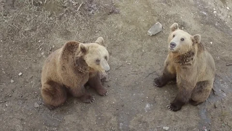 Two Bears Brown Playing Eating Tangerine Zoo Park Ground 動画素材 70631654