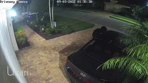 Two Bears Dancing at Dusk, Naples, Florida, USA - 03 Sep 2022 Stock Footage 209902541