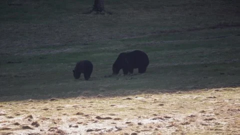 Two bears in the distance feeding 動画素材 312022651
