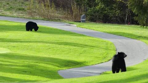 Two Bears Feeding At A Golf Course Stock Footage 139580094