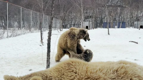 Two bears fighting with each other in wild animal shelter Stock Footage 264264164