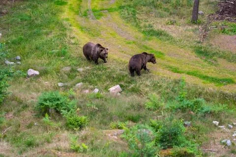 Two bears in the forest 스톡 사진