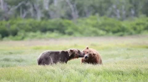 Two bears in a friendly fight Stock Footage 10582000