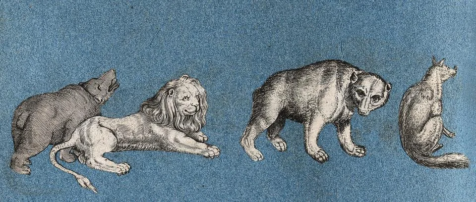 Two bears, a lion and a fox. Cut-out engraving pasted onto paper, 16--? Stock Illustration