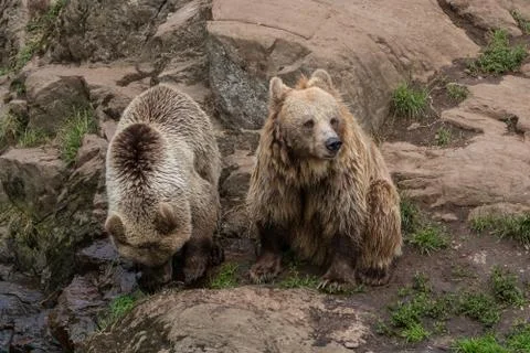 Two bears 스톡 사진