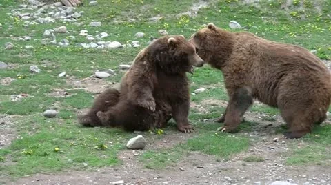 Two Bears Playful Fight Stockbeeldmateriaal 11246754