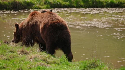Two bears relax on a sunny day by the water 库存影片 153616625