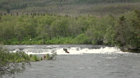 Two Bears in River Brooks Range Alaska Stock Footage 42403396