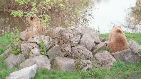 Two bears sit on a pile of rocks Video stock 221183087