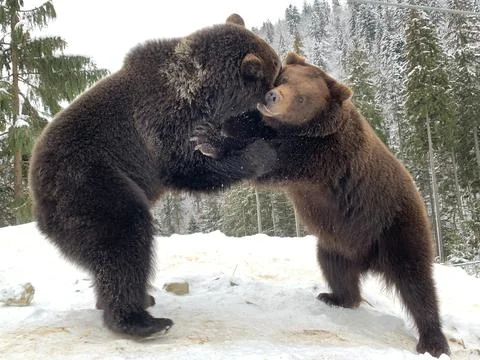 Two bears in the snow in the forest. Brown bears play together. Rehabilitatio Stock Photos