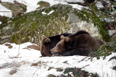 Two bears in the snow Foto stock