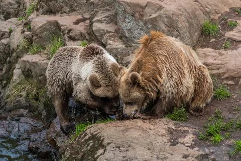 Two bears together 스톡 사진