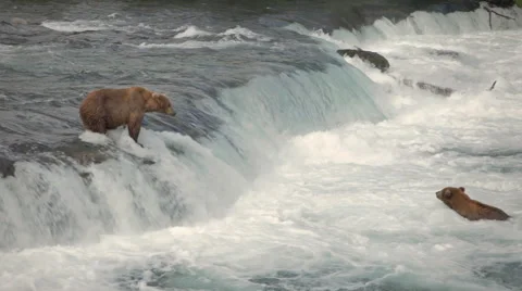Two Bears On Waterfall Brooks Range Alaska Stock Footage 42403444