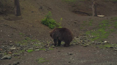 Two bears in the wild Stock Footage 67389208