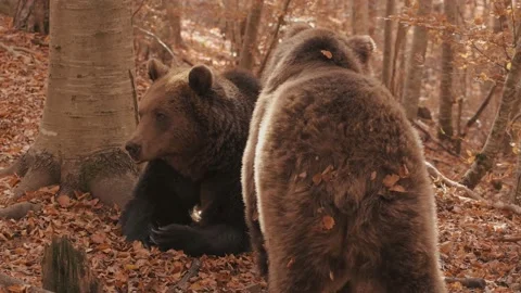 Two bears in the wild forest. Stock Footage 168541522