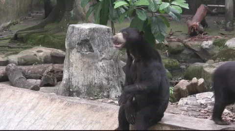 Two Bears in Zoo (bear3) Stock Footage 843626