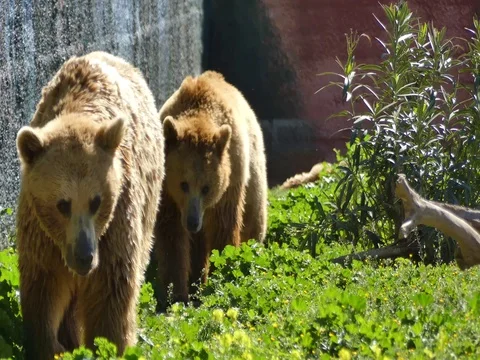 Two bears in a zoo Video stock 74498481