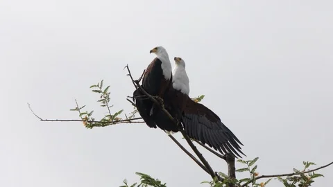 Two beatiful eagles standing on the tree in the akagera national park. Stock Footage 112211181