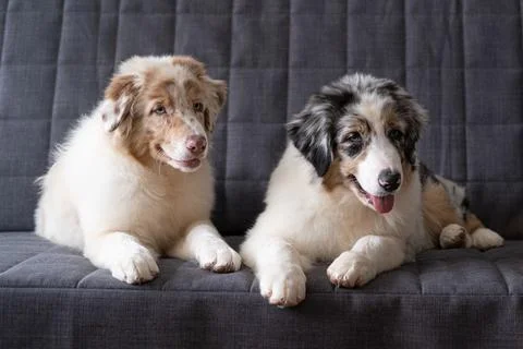 Two beatiful Small Australian shepherd puppy dog lying on couch Stock Photos