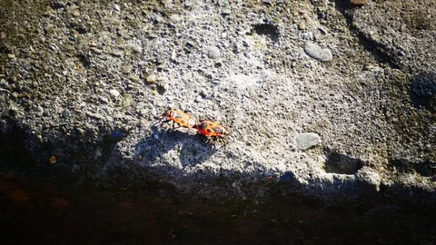 Two beatle, one rock Stock Footage 105295671