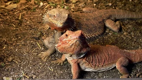 Two beautiful agama lizards looking at the camera, animal love Stock Footage 320528866