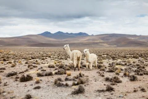 Two beautiful alpacas walk through the high areas of Arequipa. Stock Photos