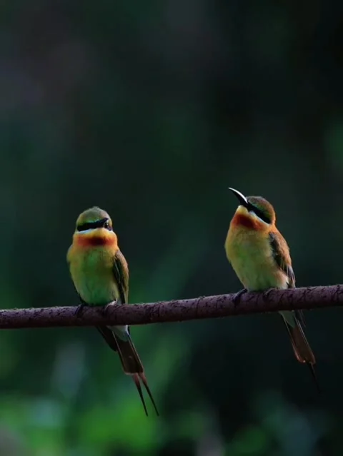 Two beautiful beeeater birds perched on a branch in nature Видео 336033363