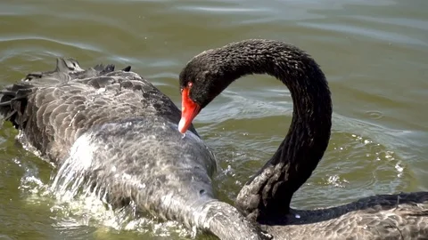 Two beautiful black swans Stock Footage 107390884