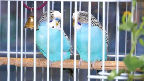Two beautiful blue parrots. Stock Footage 122388085