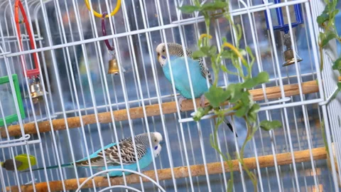 Two beautiful blue parrots. Stock Footage 122388555