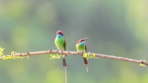 Two beautiful bluethroated beeeaters perched on a branch Vídeos de archivo 335248801