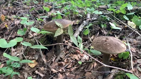 Two beautiful boletus in a  forest glade. Relaxing summer background concept Stock Footage 115023562